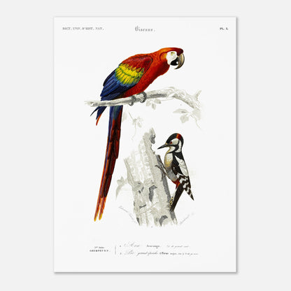 Planche ornithologique ancienne du Pic grand épeiche et de l'Ara (50x70 cm). Illustration scientifique d'un ara et d'un pic grand épeiche, avec le texte descriptif '5ème Ordre GRIMPEURS'.