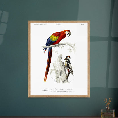 Planche ornithologique ancienne du Pic grand épeiche et de l'Ara. Illustration scientifique d'un ara et d'un pic grand épeiche, avec le texte descriptif '5ème Ordre GRIMPEURS'. Image d'illustration 6
