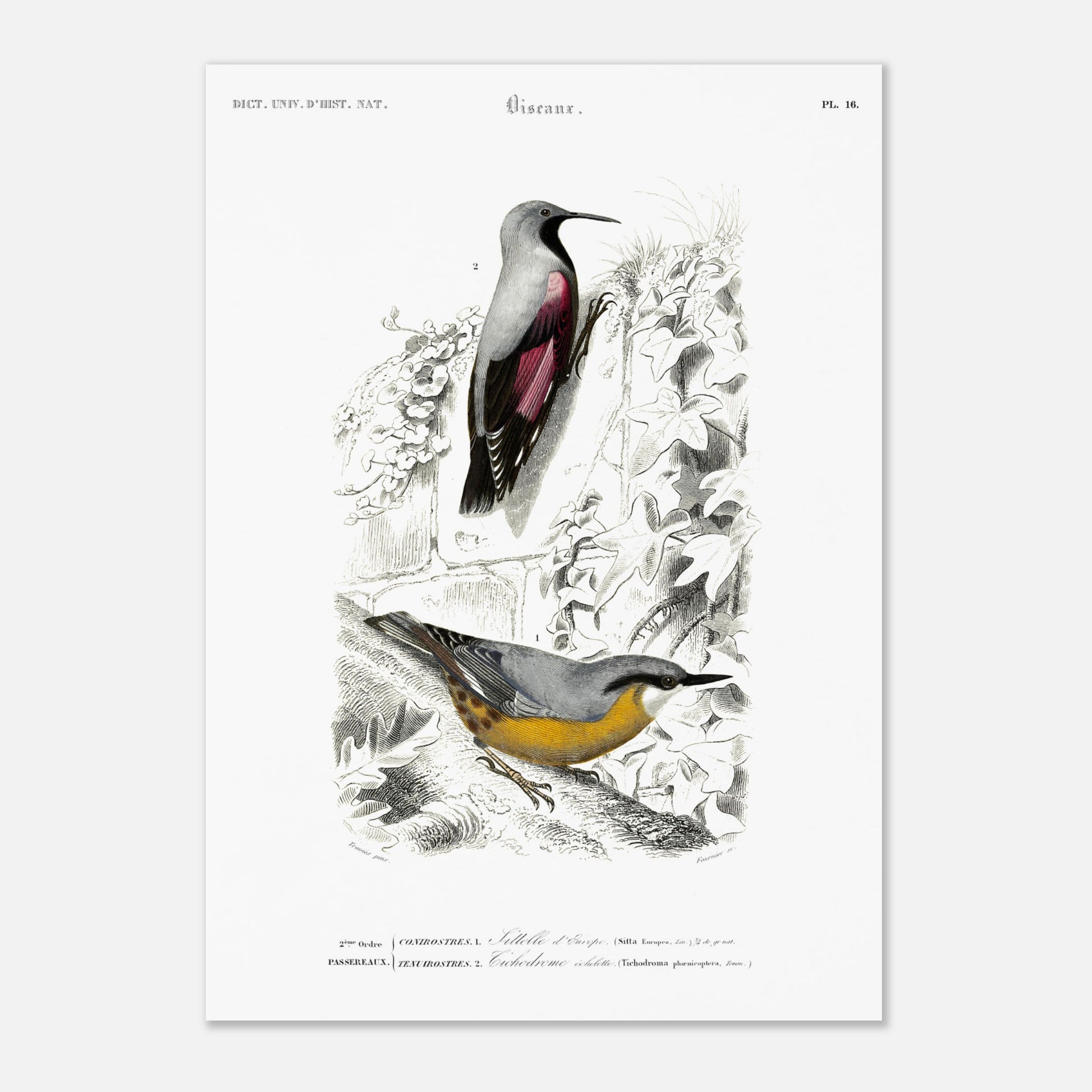 Planche ornithologique ancienne : Sittelle d'Europe par Charles d'Orbigny. Planche zoologique représentant deux oiseaux : une Sittelle d'Europe (Sitta europaea) perchée sur une branche recouverte de lierre, et un autre oiseau dont l'identité n'est pas clairement spécifiée par un numéro. Image d'illustration 2