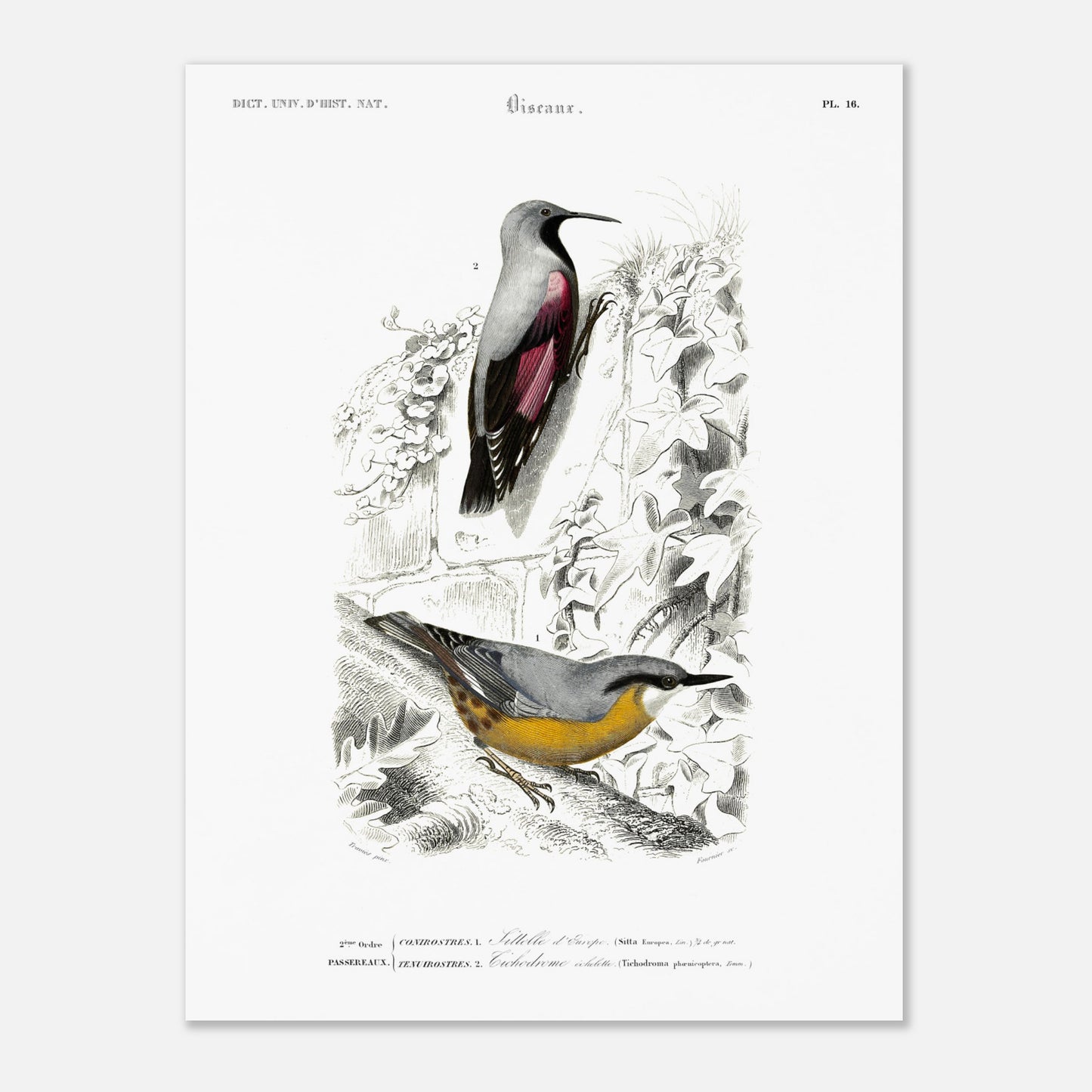 Planche ornithologique ancienne : Sittelle d'Europe par Charles d'Orbigny (30x40 cm). Planche zoologique représentant deux oiseaux : une Sittelle d'Europe (Sitta europaea) perchée sur une branche recouverte de lierre, et un autre oiseau dont l'identité n'est pas clairement spécifiée par un numéro.