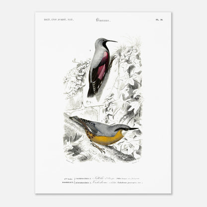 Planche ornithologique ancienne : Sittelle d'Europe par Charles d'Orbigny (30x40 cm). Planche zoologique représentant deux oiseaux : une Sittelle d'Europe (Sitta europaea) perchée sur une branche recouverte de lierre, et un autre oiseau dont l'identité n'est pas clairement spécifiée par un numéro.