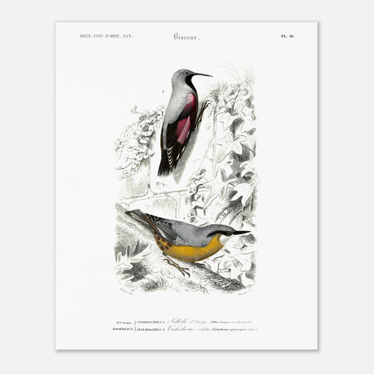 Planche ornithologique ancienne : Sittelle d'Europe par Charles d'Orbigny (40x50 cm). Planche zoologique représentant deux oiseaux : une Sittelle d'Europe (Sitta europaea) perchée sur une branche recouverte de lierre, et un autre oiseau dont l'identité n'est pas clairement spécifiée par un numéro.