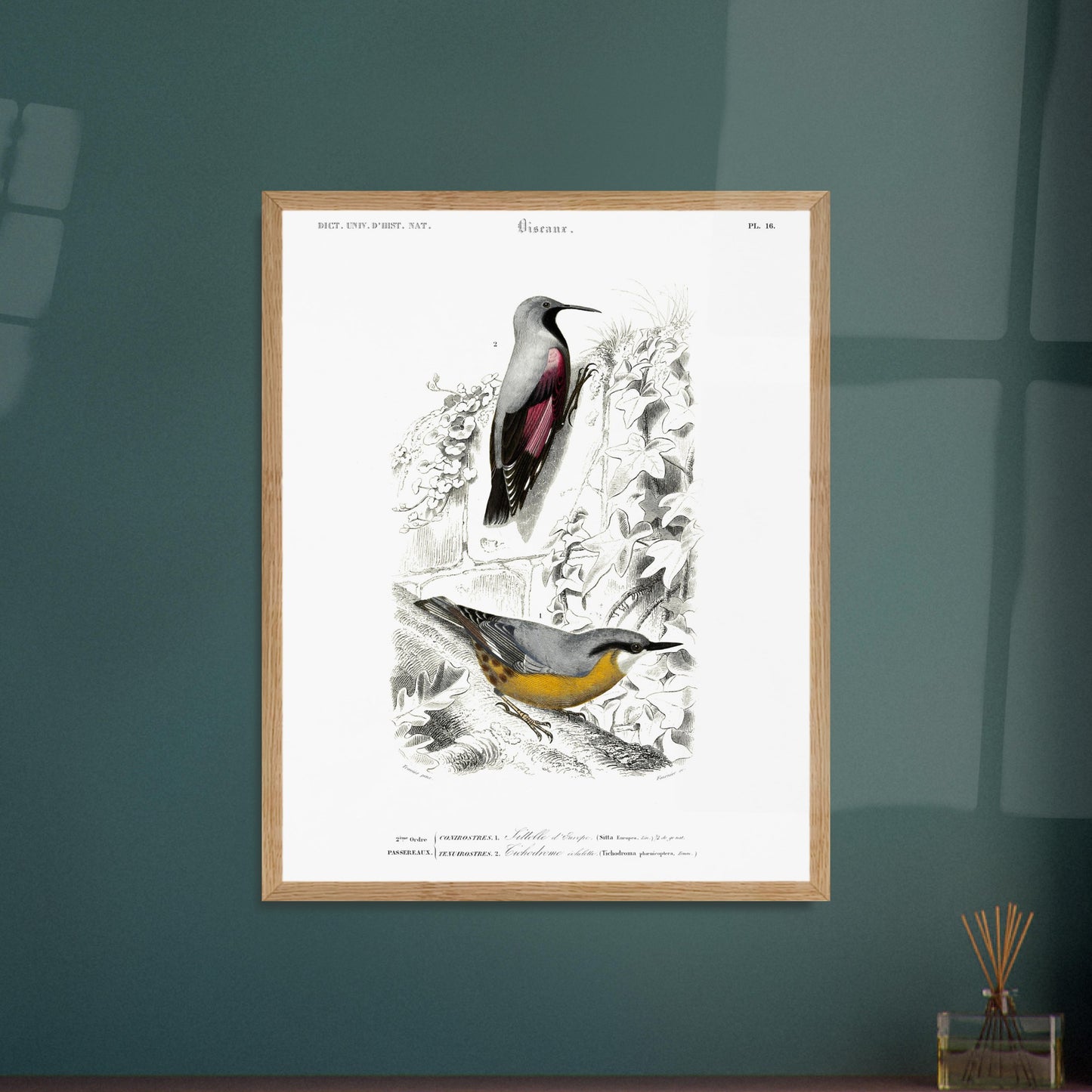 Planche ornithologique ancienne : Sittelle d'Europe par Charles d'Orbigny. Planche zoologique représentant deux oiseaux : une Sittelle d'Europe (Sitta europaea) perchée sur une branche recouverte de lierre, et un autre oiseau dont l'identité n'est pas clairement spécifiée par un numéro. Image d'illustration 5