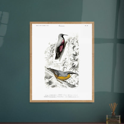 Planche ornithologique ancienne : Sittelle d'Europe par Charles d'Orbigny. Planche zoologique représentant deux oiseaux : une Sittelle d'Europe (Sitta europaea) perchée sur une branche recouverte de lierre, et un autre oiseau dont l'identité n'est pas clairement spécifiée par un numéro. Image d'illustration 5