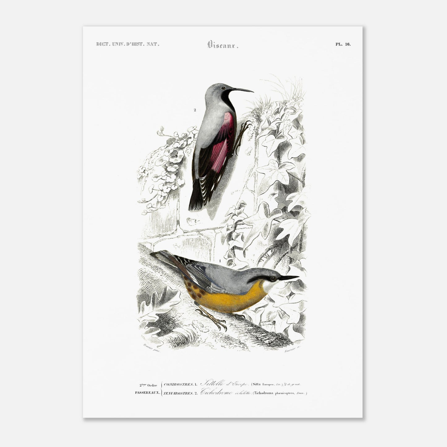 Planche ornithologique ancienne : Sittelle d'Europe par Charles d'Orbigny (50x70 cm). Planche zoologique représentant deux oiseaux : une Sittelle d'Europe (Sitta europaea) perchée sur une branche recouverte de lierre, et un autre oiseau dont l'identité n'est pas clairement spécifiée par un numéro.
