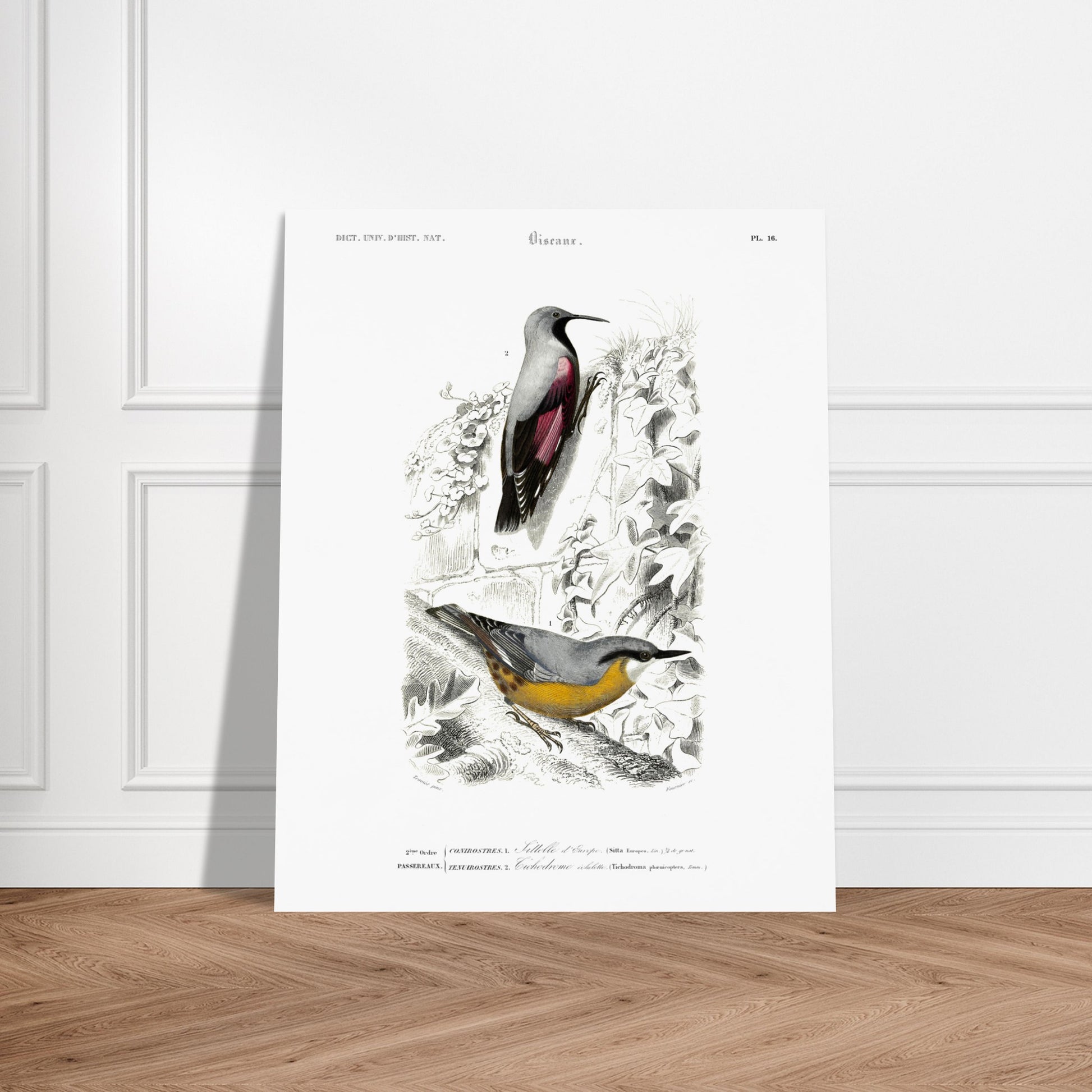 Planche ornithologique ancienne : Sittelle d'Europe par Charles d'Orbigny. Planche zoologique représentant deux oiseaux : une Sittelle d'Europe (Sitta europaea) perchée sur une branche recouverte de lierre, et un autre oiseau dont l'identité n'est pas clairement spécifiée par un numéro. Image d'illustration 6