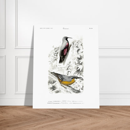 Planche ornithologique ancienne : Sittelle d'Europe par Charles d'Orbigny. Planche zoologique représentant deux oiseaux : une Sittelle d'Europe (Sitta europaea) perchée sur une branche recouverte de lierre, et un autre oiseau dont l'identité n'est pas clairement spécifiée par un numéro. Image d'illustration 6