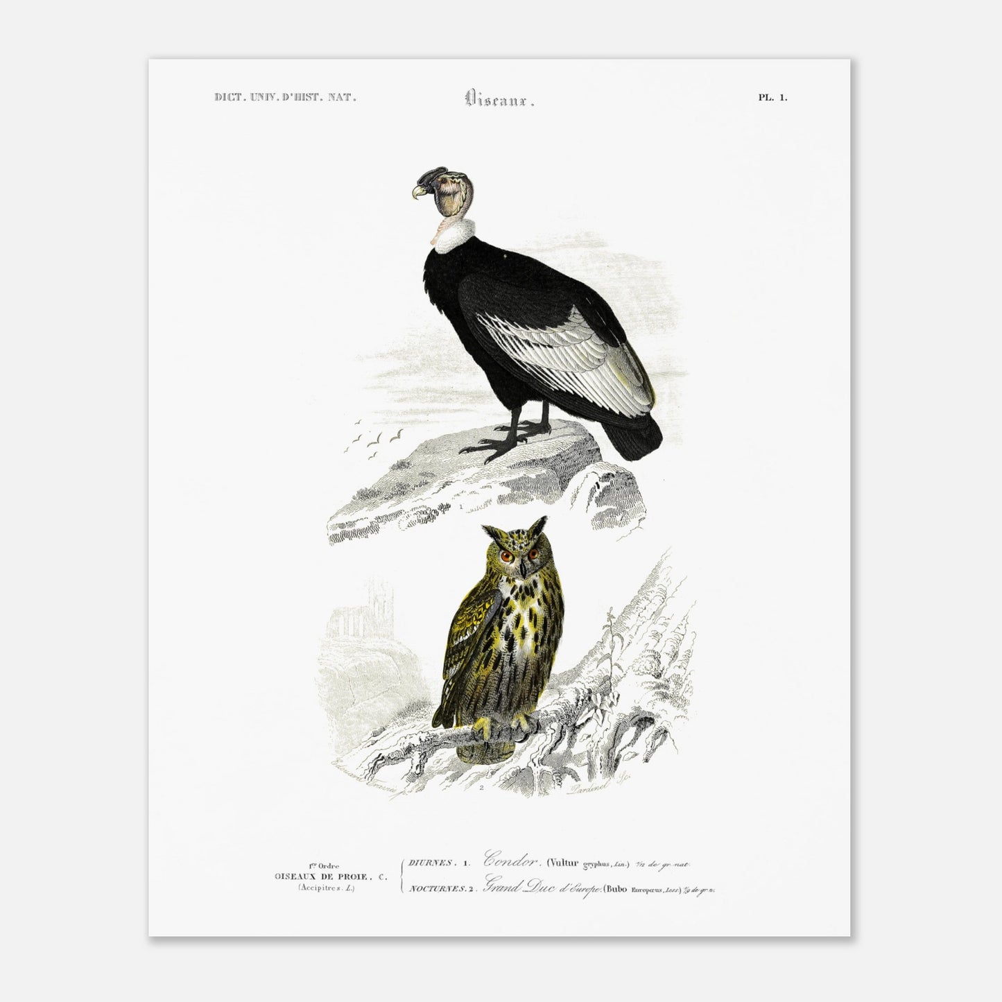 Planche ornithologique : Condor et Hibou grand-duc, Charles d'Orbigny (40x50 cm). Planche ornithologique du Dictionnaire Universel d'Histoire Naturelle, représentant un condor et un hibou grand-duc, avec des éléments de paysage.