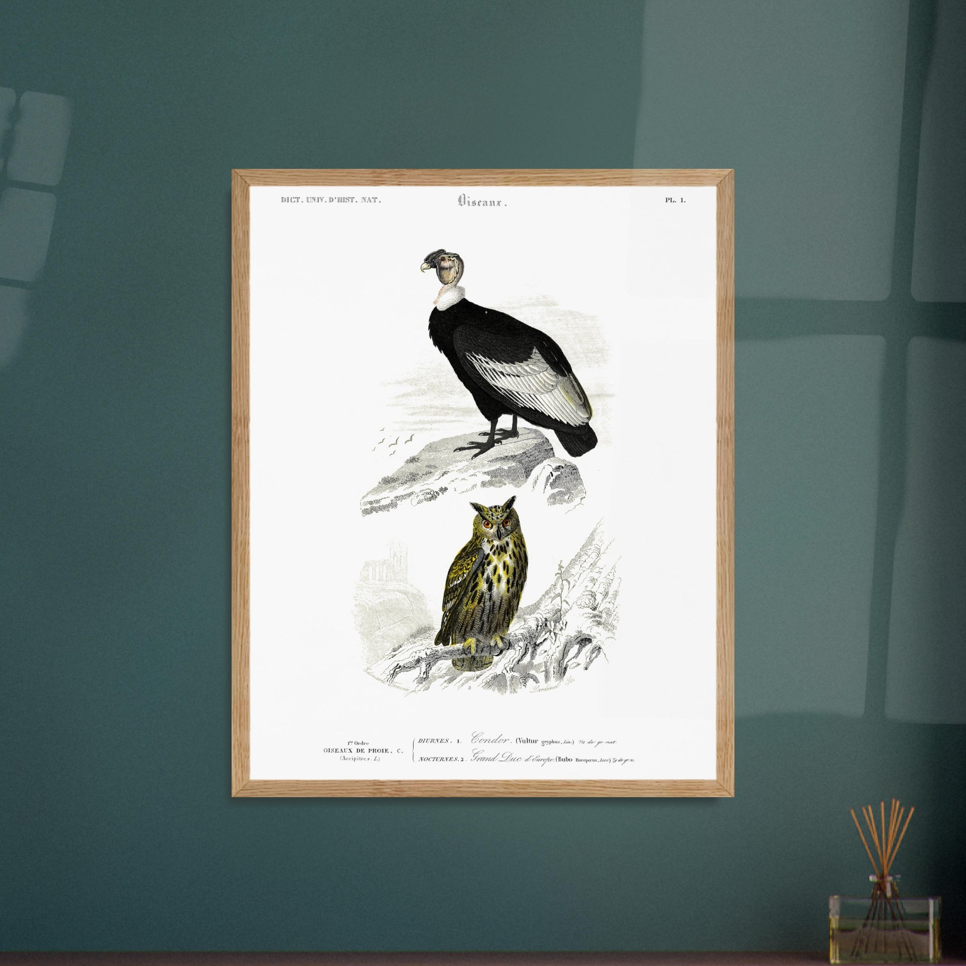 Planche ornithologique : Condor et Hibou grand-duc, Charles d'Orbigny. Planche ornithologique du Dictionnaire Universel d'Histoire Naturelle, représentant un condor et un hibou grand-duc, avec des éléments de paysage. Image d'illustration 5