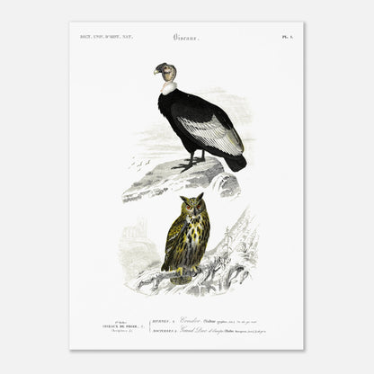 Planche ornithologique : Condor et Hibou grand-duc, Charles d'Orbigny (50x70 cm). Planche ornithologique du Dictionnaire Universel d'Histoire Naturelle, représentant un condor et un hibou grand-duc, avec des éléments de paysage.