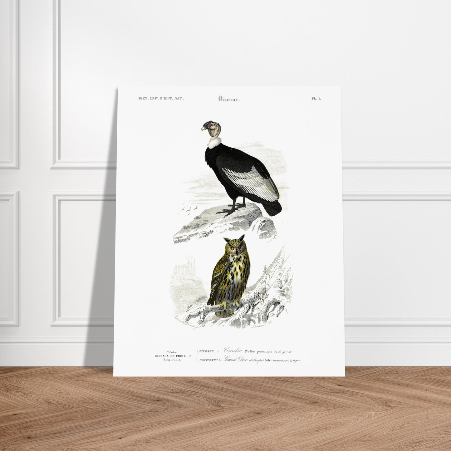 Planche ornithologique : Condor et Hibou grand-duc, Charles d'Orbigny. Planche ornithologique du Dictionnaire Universel d'Histoire Naturelle, représentant un condor et un hibou grand-duc, avec des éléments de paysage. Image d'illustration 6