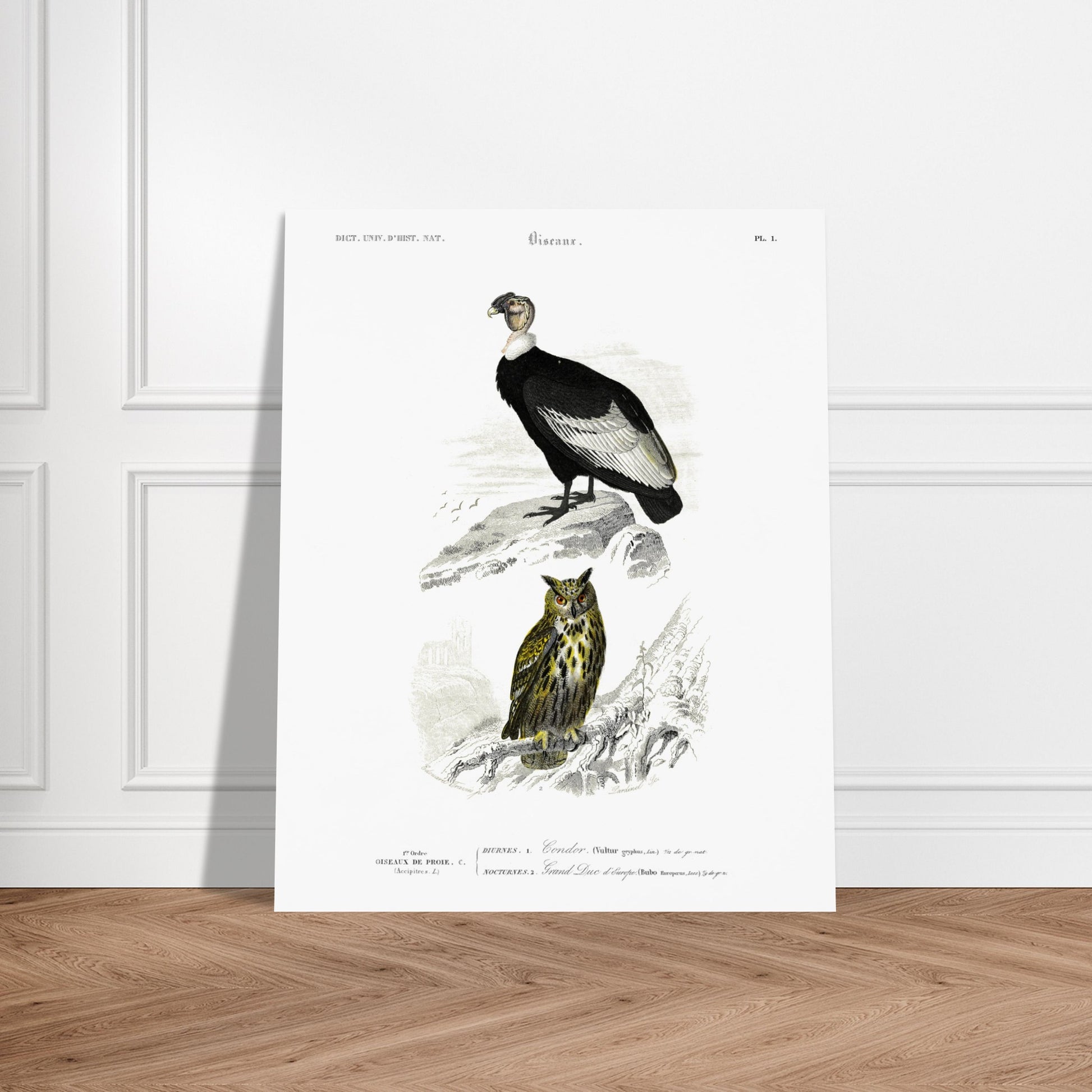 Planche ornithologique : Condor et Hibou grand-duc, Charles d'Orbigny. Planche ornithologique du Dictionnaire Universel d'Histoire Naturelle, représentant un condor et un hibou grand-duc, avec des éléments de paysage. Image d'illustration 6