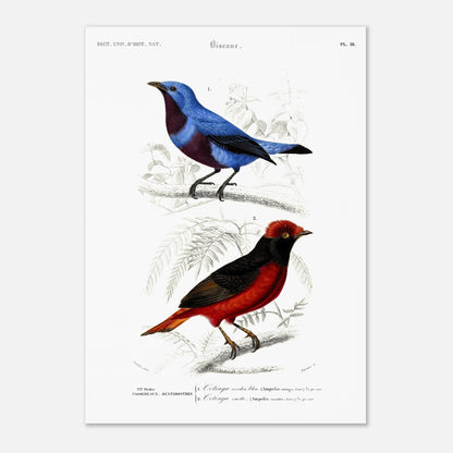 Planche ornithologique : Cotinga cordon bleu et Ouette - d'Orbigny (42x59,4 cm (A2)). Planche d'oiseaux du XIXe siècle, montrant un oiseau bleu et un oiseau rouge et noir, perchés sur des branches.