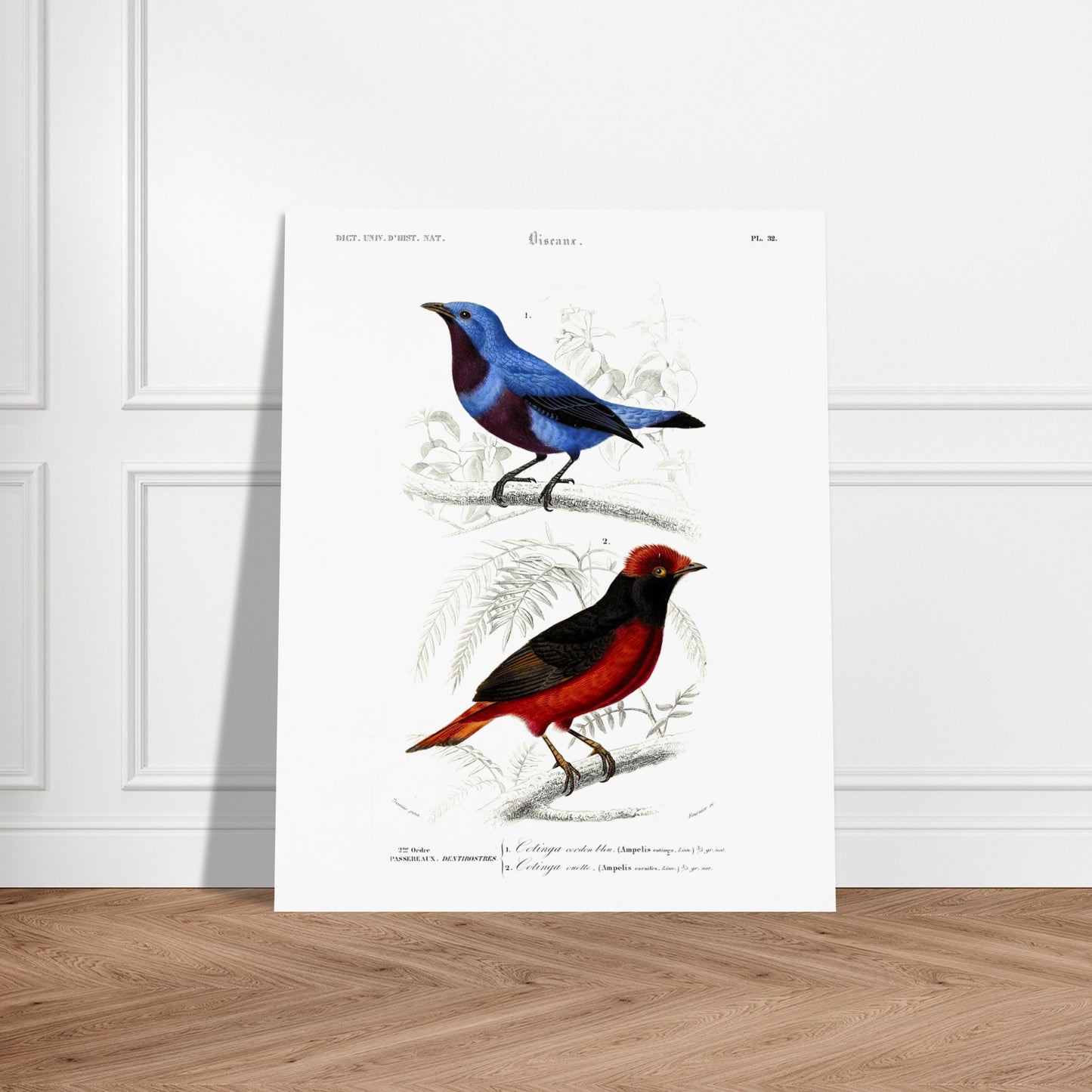 Planche ornithologique : Cotinga cordon bleu et Ouette - d'Orbigny. Planche d'oiseaux du XIXe siècle, montrant un oiseau bleu et un oiseau rouge et noir, perchés sur des branches. Image d'illustration 5