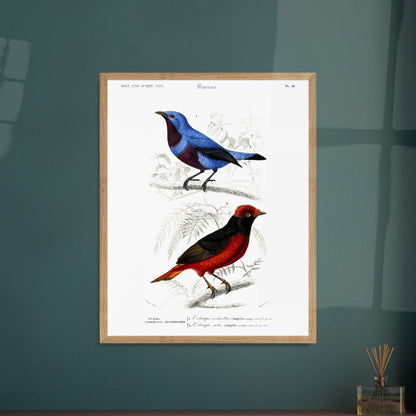 Planche ornithologique : Cotinga cordon bleu et Ouette - d'Orbigny. Planche d'oiseaux du XIXe siècle, montrant un oiseau bleu et un oiseau rouge et noir, perchés sur des branches. Image d'illustration 6