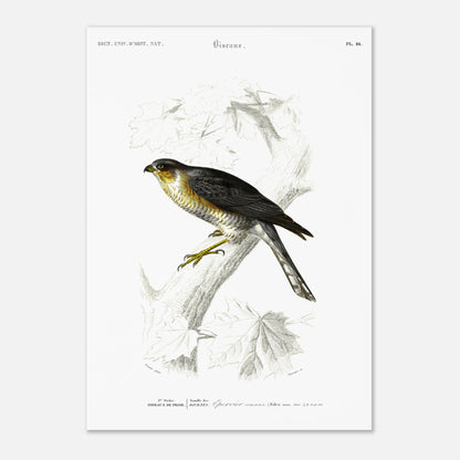 Planche ornithologique de l'Épervier commun - Charles d'Orbigny (29,7x42 cm (A3)). Planche du Dictionnaire Universel d'Histoire Naturelle de Charles d'Orbigny représentant un épervier commun (Falco nisus).