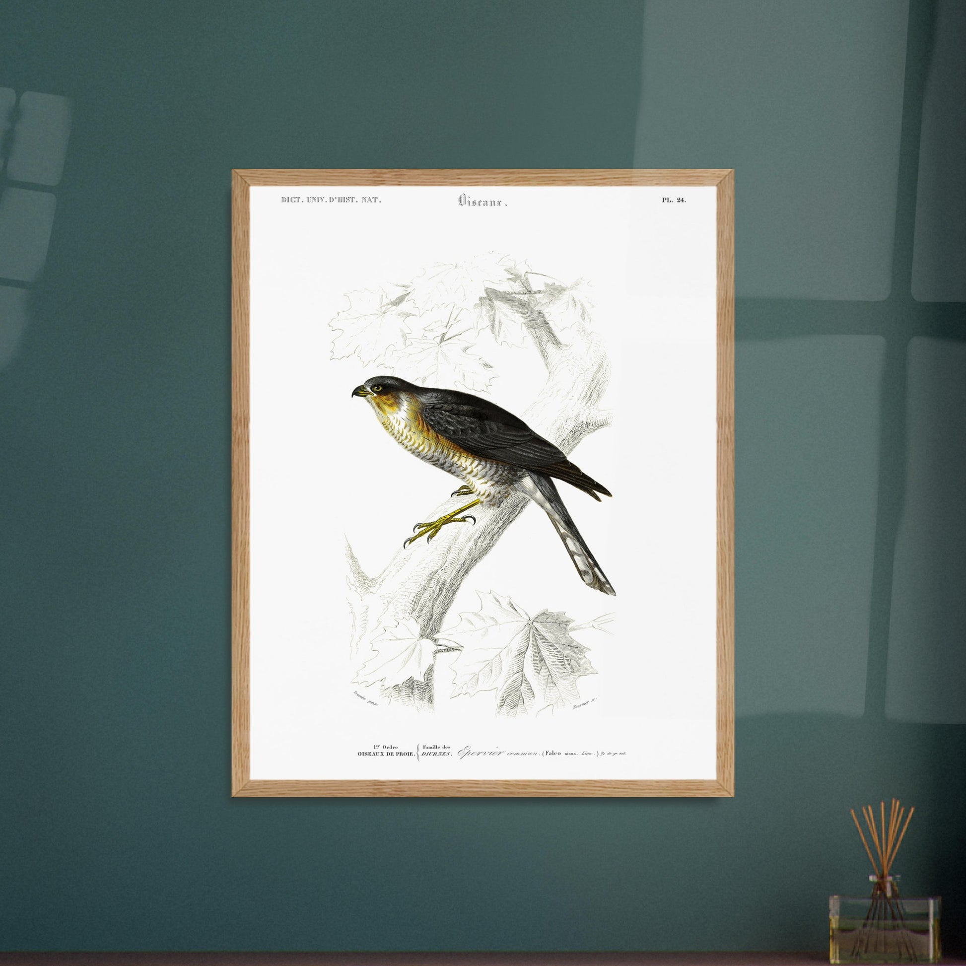 Planche ornithologique de l'Épervier commun - Charles d'Orbigny. Planche du Dictionnaire Universel d'Histoire Naturelle de Charles d'Orbigny représentant un épervier commun (Falco nisus). Image d'illustration 5
