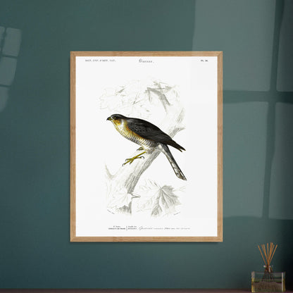 Planche ornithologique de l'Épervier commun - Charles d'Orbigny. Planche du Dictionnaire Universel d'Histoire Naturelle de Charles d'Orbigny représentant un épervier commun (Falco nisus). Image d'illustration 5