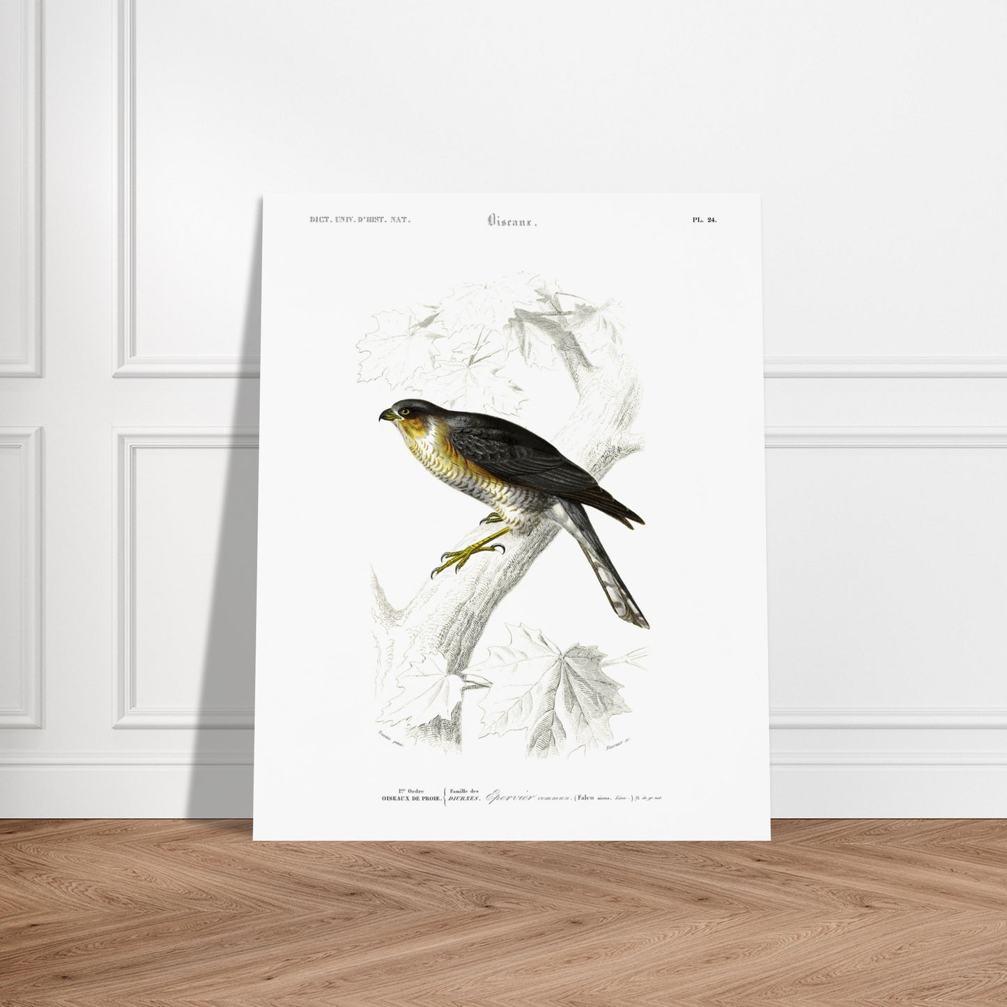 Planche ornithologique de l'Épervier commun - Charles d'Orbigny. Planche du Dictionnaire Universel d'Histoire Naturelle de Charles d'Orbigny représentant un épervier commun (Falco nisus). Image d'illustration 6