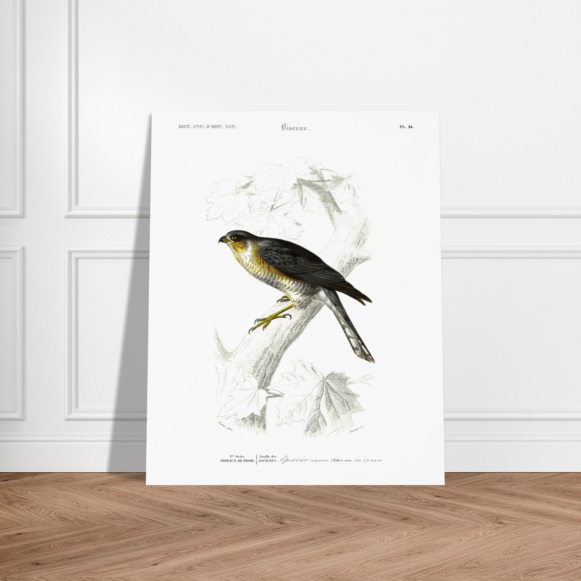 Planche ornithologique de l'Épervier commun - Charles d'Orbigny. Planche du Dictionnaire Universel d'Histoire Naturelle de Charles d'Orbigny représentant un épervier commun (Falco nisus). Image d'illustration 6