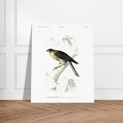 Planche ornithologique de l'Épervier commun - Charles d'Orbigny. Planche du Dictionnaire Universel d'Histoire Naturelle de Charles d'Orbigny représentant un épervier commun (Falco nisus). Image d'illustration 6
