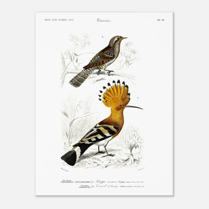 Planche ornithologique : Huppe commune et Torcol, d'Orbigny (30x40 cm). Planche ornithologique du Dictionnaire Universel d'Histoire Naturelle de Charles d'Orbigny représentant une huppe commune et un cercel d'Europe, avec des inscriptions scientifiques.
