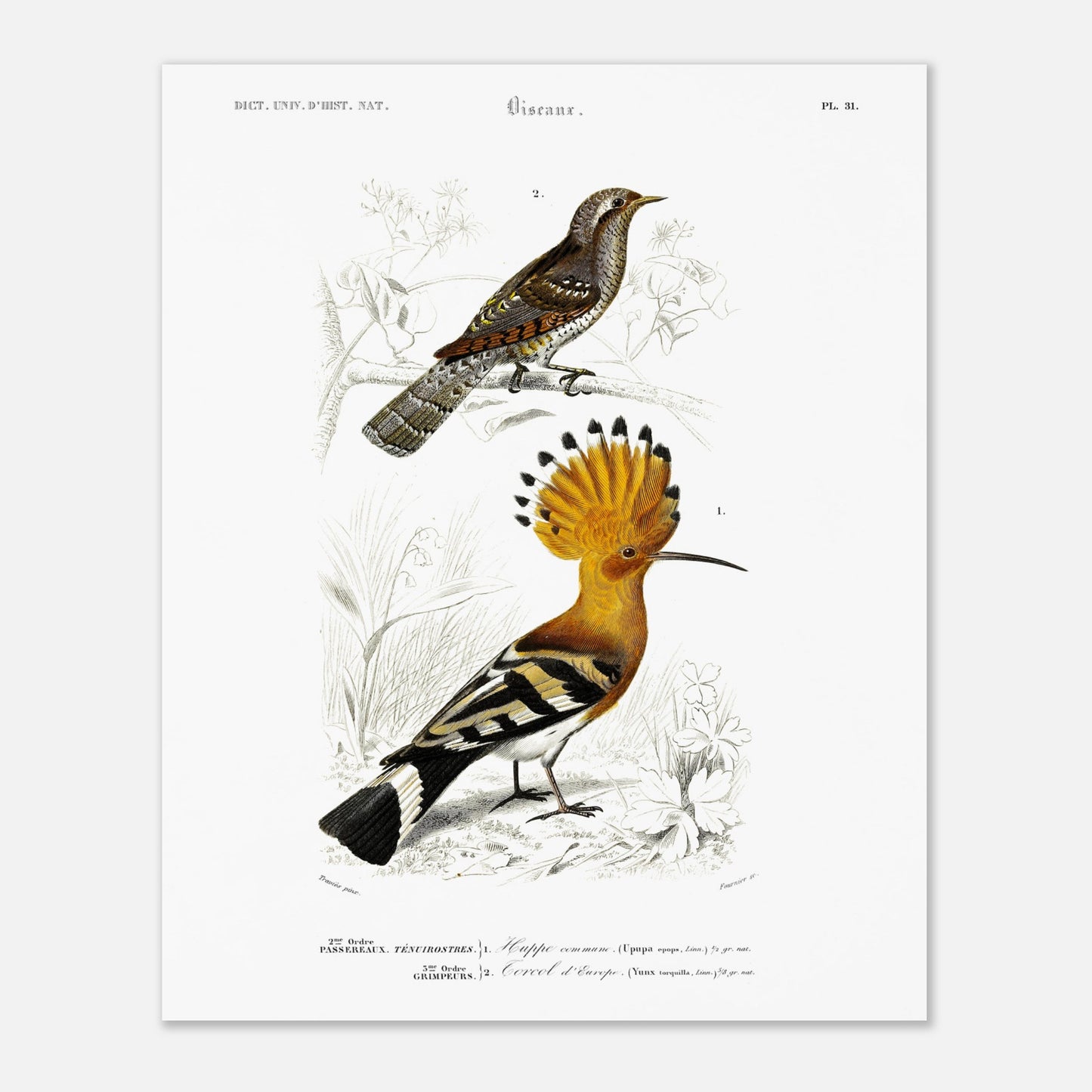 Planche ornithologique : Huppe commune et Torcol, d'Orbigny (40x50 cm). Planche ornithologique du Dictionnaire Universel d'Histoire Naturelle de Charles d'Orbigny représentant une huppe commune et un cercel d'Europe, avec des inscriptions scientifiques.