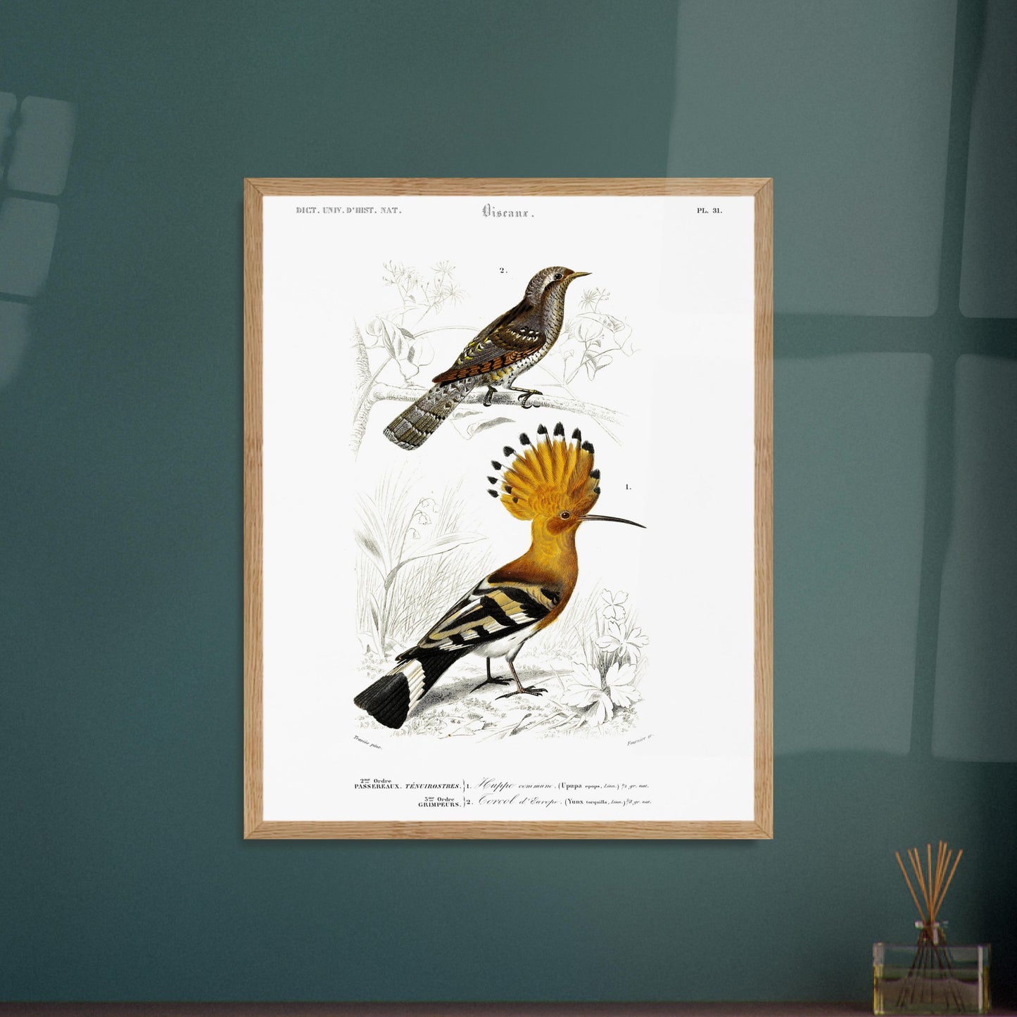 Planche ornithologique : Huppe commune et Torcol, d'Orbigny. Planche ornithologique du Dictionnaire Universel d'Histoire Naturelle de Charles d'Orbigny représentant une huppe commune et un cercel d'Europe, avec des inscriptions scientifiques. Image d'illustration 5
