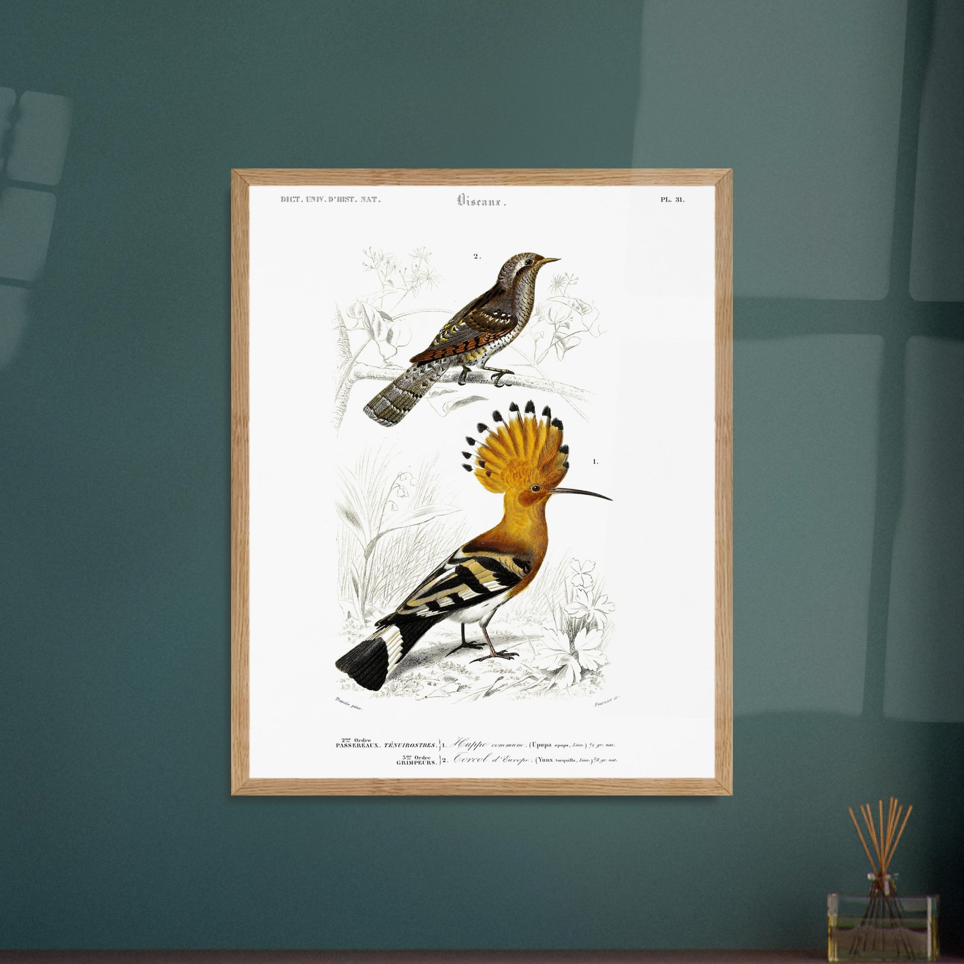 Planche ornithologique : Huppe commune et Torcol, d'Orbigny. Planche ornithologique du Dictionnaire Universel d'Histoire Naturelle de Charles d'Orbigny représentant une huppe commune et un cercel d'Europe, avec des inscriptions scientifiques. Image d'illustration 5