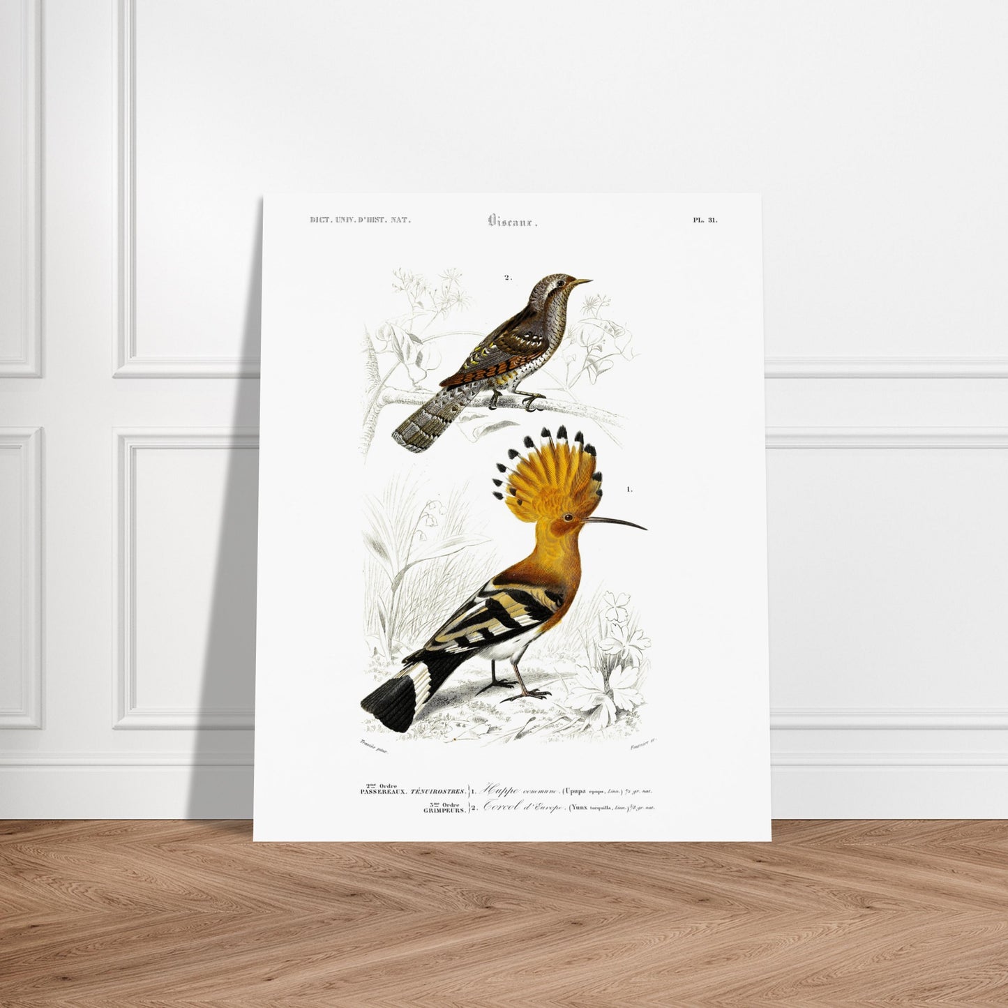 Planche ornithologique : Huppe commune et Torcol, d'Orbigny. Planche ornithologique du Dictionnaire Universel d'Histoire Naturelle de Charles d'Orbigny représentant une huppe commune et un cercel d'Europe, avec des inscriptions scientifiques. Image d'illustration 6