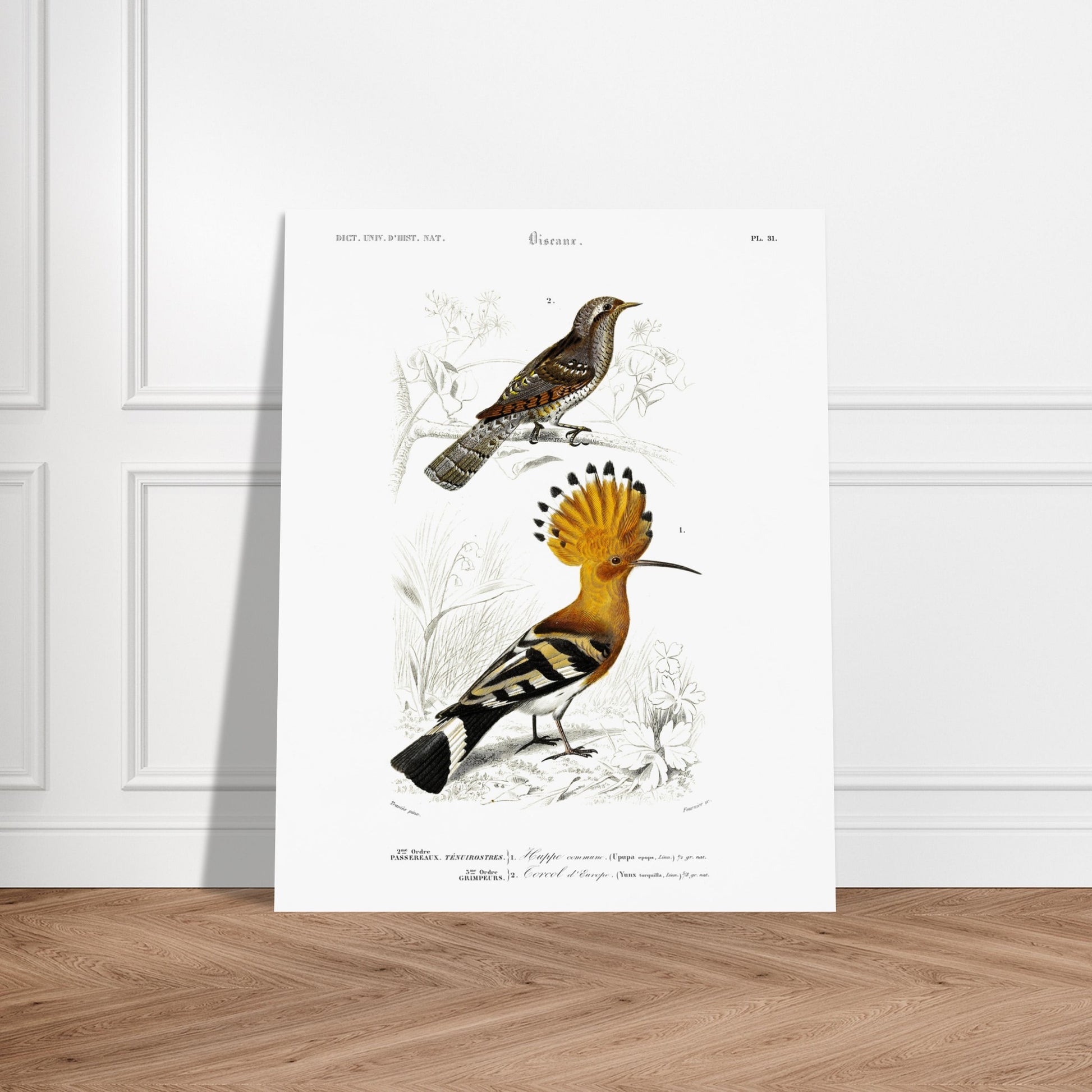 Planche ornithologique : Huppe commune et Torcol, d'Orbigny. Planche ornithologique du Dictionnaire Universel d'Histoire Naturelle de Charles d'Orbigny représentant une huppe commune et un cercel d'Europe, avec des inscriptions scientifiques. Image d'illustration 6