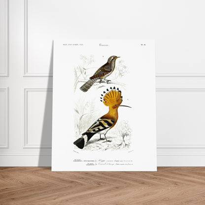 Planche ornithologique : Huppe commune et Torcol, d'Orbigny. Planche ornithologique du Dictionnaire Universel d'Histoire Naturelle de Charles d'Orbigny représentant une huppe commune et un cercel d'Europe, avec des inscriptions scientifiques. Image d'illustration 6