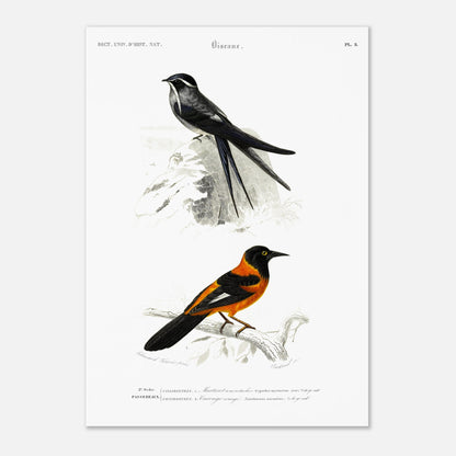 Planche ornithologique : Martinet à moustaches et Carouge orangé - d'Orbigny (42x59,4 cm (A2)). Planche ornithologique du Dictionnaire Universel d'Histoire Naturelle de Charles d'Orbigny, présentant deux oiseaux : un martinet à moustaches et un carouge orangé, perchés sur des branches rocheuses et arbustives.
