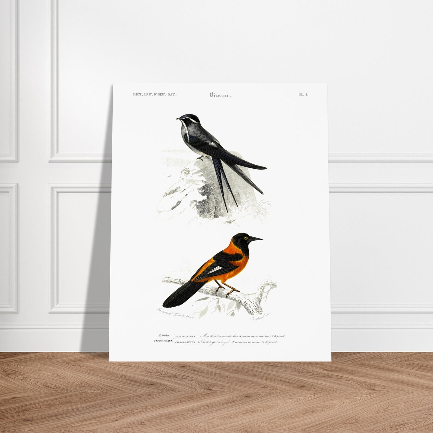 Planche ornithologique : Martinet à moustaches et Carouge orangé - d'Orbigny. Planche ornithologique du Dictionnaire Universel d'Histoire Naturelle de Charles d'Orbigny, présentant deux oiseaux : un martinet à moustaches et un carouge orangé, perchés sur des branches rocheuses et arbustives. Image d'illustration 5