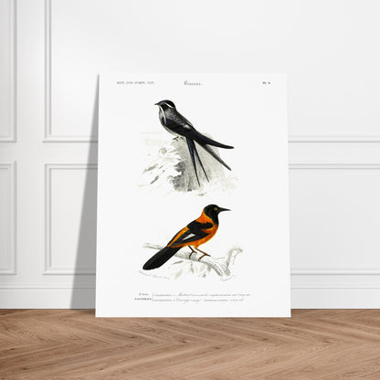 Planche ornithologique : Martinet à moustaches et Carouge orangé - d'Orbigny. Planche ornithologique du Dictionnaire Universel d'Histoire Naturelle de Charles d'Orbigny, présentant deux oiseaux : un martinet à moustaches et un carouge orangé, perchés sur des branches rocheuses et arbustives. Image d'illustration 5