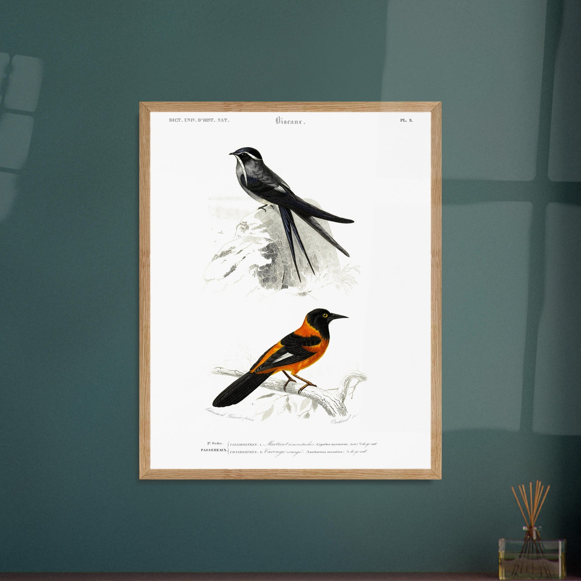 Planche ornithologique : Martinet à moustaches et Carouge orangé - d'Orbigny. Planche ornithologique du Dictionnaire Universel d'Histoire Naturelle de Charles d'Orbigny, présentant deux oiseaux : un martinet à moustaches et un carouge orangé, perchés sur des branches rocheuses et arbustives. Image d'illustration 6