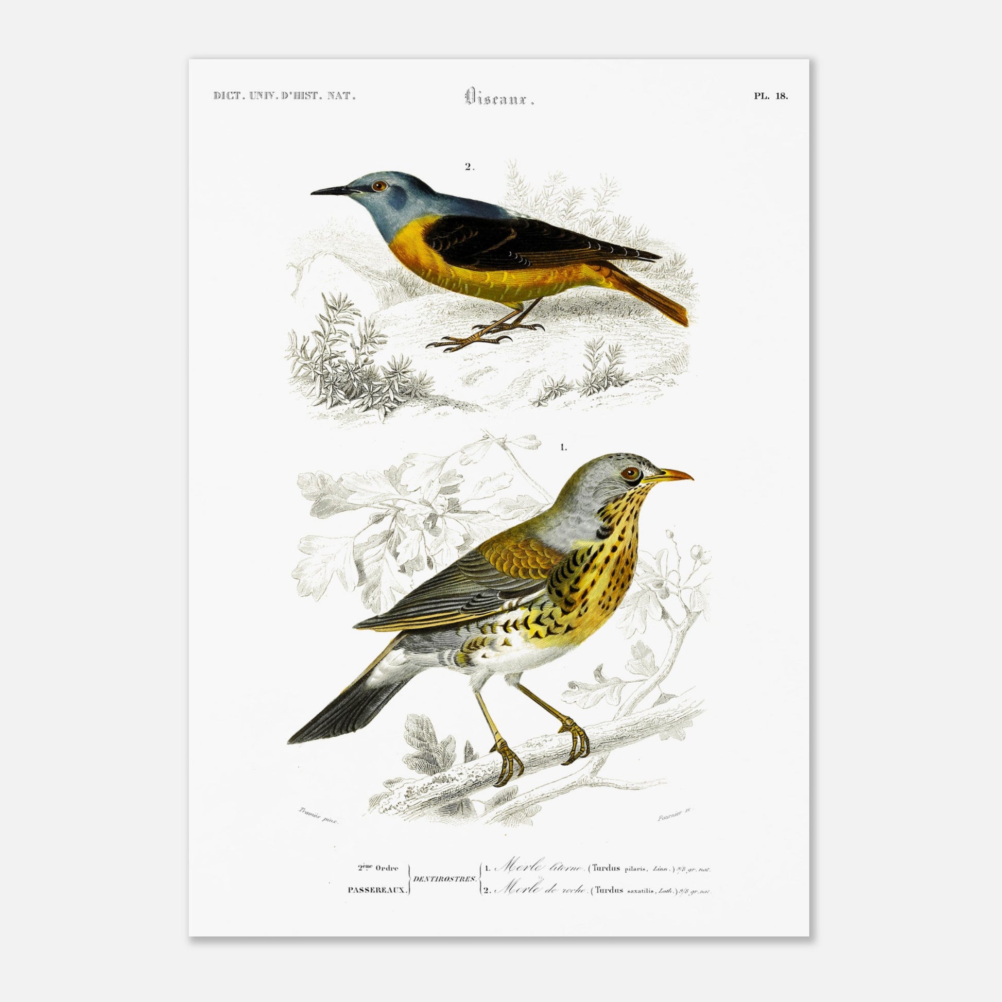 Planche ornithologique : Merle litorne et Merle de roche, d'Orbigny. Planche ornithologique du Dictionnaire Universel d'Histoire Naturelle représentant deux oiseaux : un merle litorne et un merle de roche, perchés sur des branches. Image d'illustration 2