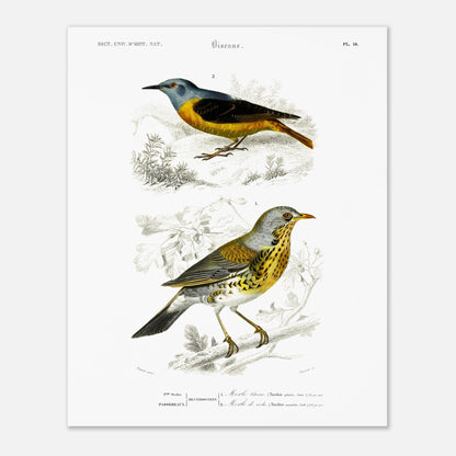 Planche ornithologique : Merle litorne et Merle de roche, d'Orbigny (40x50 cm). Planche ornithologique du Dictionnaire Universel d'Histoire Naturelle représentant deux oiseaux : un merle litorne et un merle de roche, perchés sur des branches.