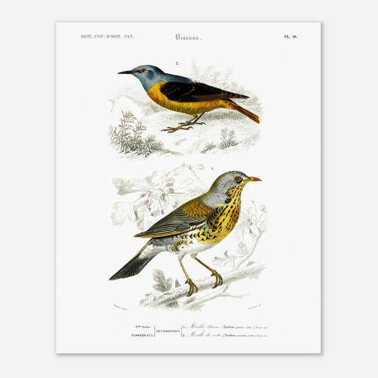 Planche ornithologique : Merle litorne et Merle de roche, d'Orbigny (40x50 cm). Planche ornithologique du Dictionnaire Universel d'Histoire Naturelle représentant deux oiseaux : un merle litorne et un merle de roche, perchés sur des branches.