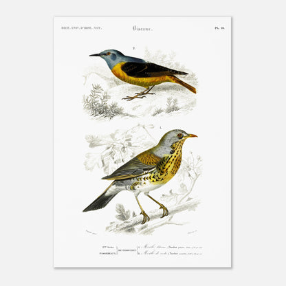 Planche ornithologique : Merle litorne et Merle de roche, d'Orbigny (42x59,4 cm (A2)). Planche ornithologique du Dictionnaire Universel d'Histoire Naturelle représentant deux oiseaux : un merle litorne et un merle de roche, perchés sur des branches.