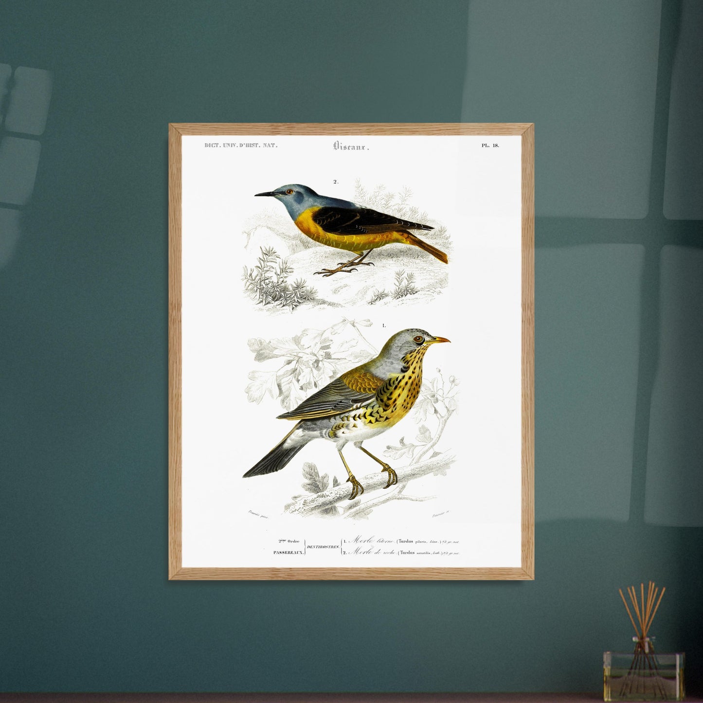 Planche ornithologique : Merle litorne et Merle de roche, d'Orbigny. Planche ornithologique du Dictionnaire Universel d'Histoire Naturelle représentant deux oiseaux : un merle litorne et un merle de roche, perchés sur des branches. Image d'illustration 5