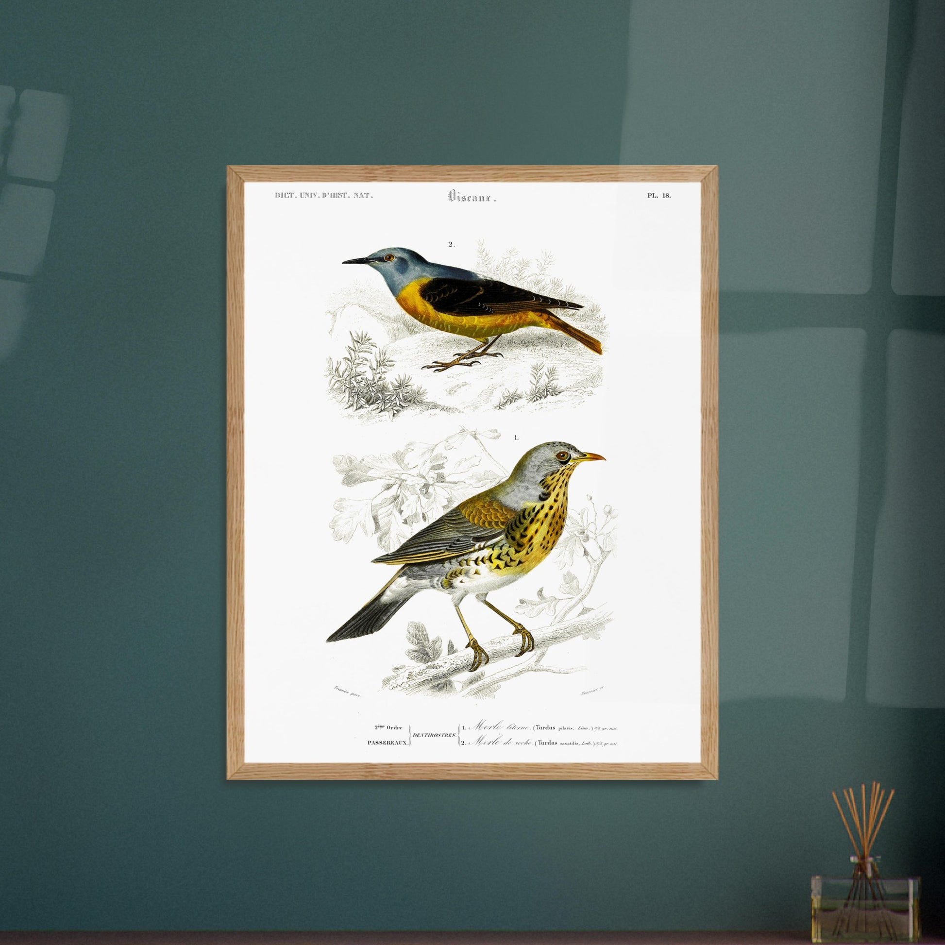 Planche ornithologique : Merle litorne et Merle de roche, d'Orbigny. Planche ornithologique du Dictionnaire Universel d'Histoire Naturelle représentant deux oiseaux : un merle litorne et un merle de roche, perchés sur des branches. Image d'illustration 5