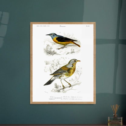 Planche ornithologique : Merle litorne et Merle de roche, d'Orbigny. Planche ornithologique du Dictionnaire Universel d'Histoire Naturelle représentant deux oiseaux : un merle litorne et un merle de roche, perchés sur des branches. Image d'illustration 5