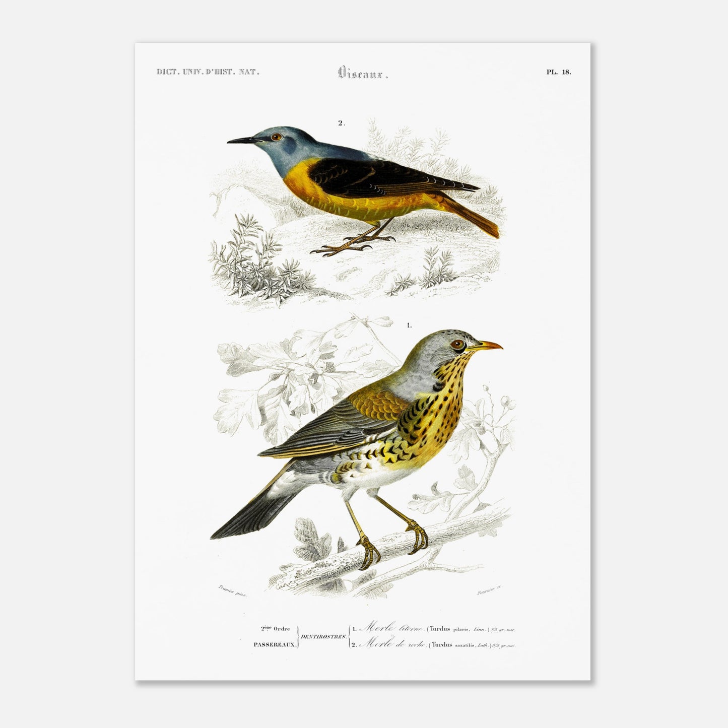Planche ornithologique : Merle litorne et Merle de roche, d'Orbigny (50x70 cm). Planche ornithologique du Dictionnaire Universel d'Histoire Naturelle représentant deux oiseaux : un merle litorne et un merle de roche, perchés sur des branches.