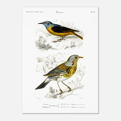 Planche ornithologique : Merle litorne et Merle de roche, d'Orbigny (50x70 cm). Planche ornithologique du Dictionnaire Universel d'Histoire Naturelle représentant deux oiseaux : un merle litorne et un merle de roche, perchés sur des branches.