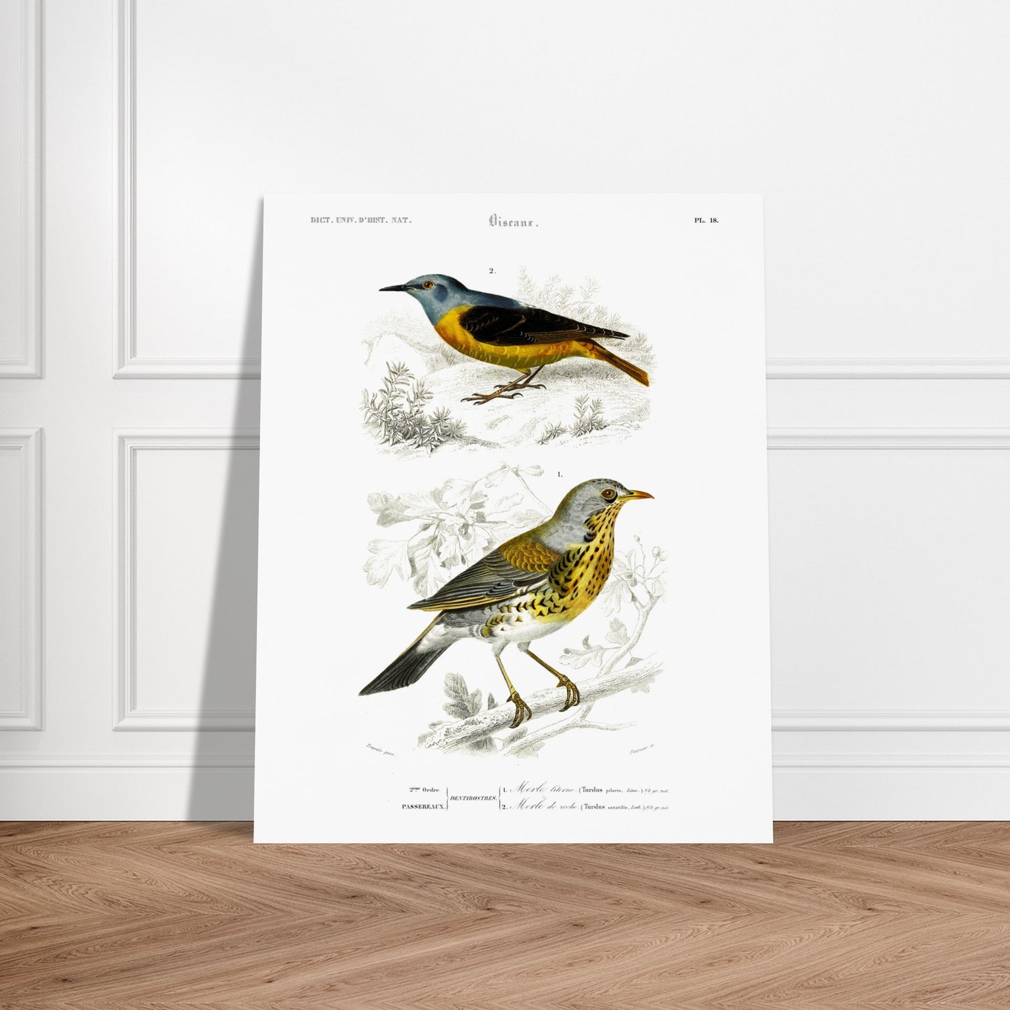 Planche ornithologique : Merle litorne et Merle de roche, d'Orbigny. Planche ornithologique du Dictionnaire Universel d'Histoire Naturelle représentant deux oiseaux : un merle litorne et un merle de roche, perchés sur des branches. Image d'illustration 6
