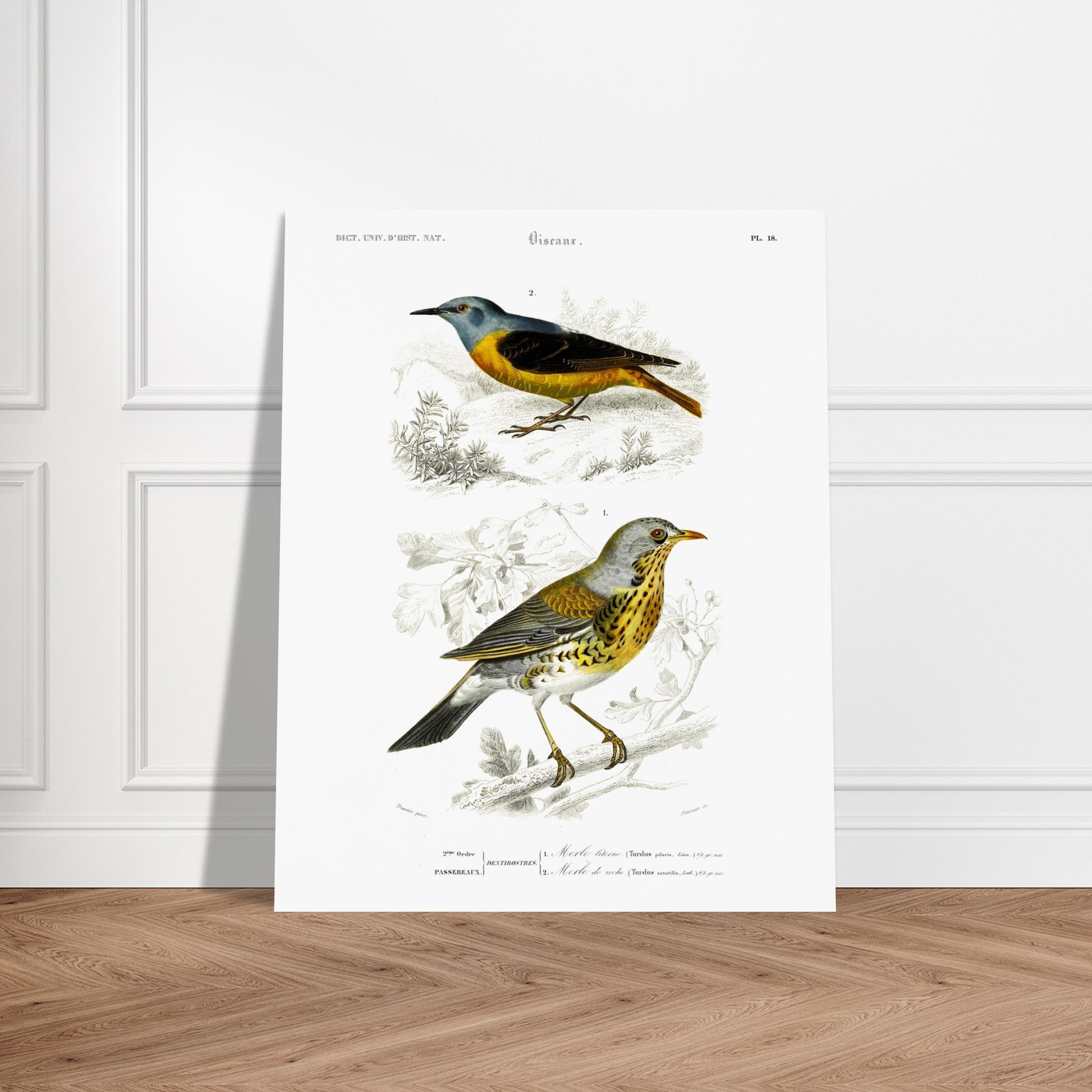 Planche ornithologique : Merle litorne et Merle de roche, d'Orbigny. Planche ornithologique du Dictionnaire Universel d'Histoire Naturelle représentant deux oiseaux : un merle litorne et un merle de roche, perchés sur des branches. Image d'illustration 6