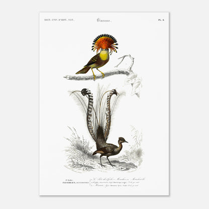 Planche ornithologique : Moucherolle Roi et Ménure lyre — Dictionnaire d'Orbigny (29,7x42 cm (A3)). Planche ornithologique du Dictionnaire Universel d'Histoire Naturelle de Charles d'Orbigny, illustrant un oiseau avec une crête orange et un oiseau à longue queue.