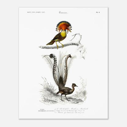 Planche ornithologique : Moucherolle Roi et Ménure lyre — Dictionnaire d'Orbigny (40x50 cm). Planche ornithologique du Dictionnaire Universel d'Histoire Naturelle de Charles d'Orbigny, illustrant un oiseau avec une crête orange et un oiseau à longue queue.
