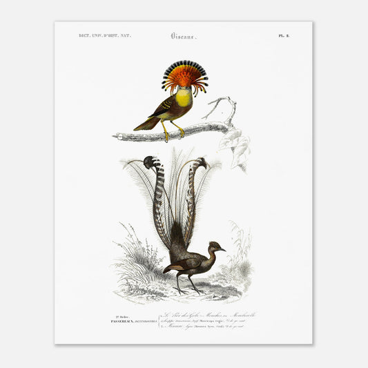 Planche ornithologique : Moucherolle Roi et Ménure lyre — Dictionnaire d'Orbigny (40x50 cm). Planche ornithologique du Dictionnaire Universel d'Histoire Naturelle de Charles d'Orbigny, illustrant un oiseau avec une crête orange et un oiseau à longue queue.